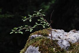 Muehlheim Donau Burg Kraftstein Juli 2024 SDQH0531.jpg