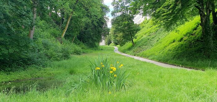 Stadtgraben in Grün 30.05.2024-2.jpg