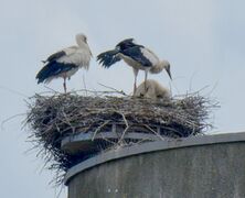 Storchenfamilie 2024-13.JPG